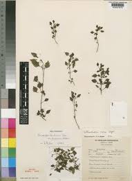 Image result for Stemodiopsis buchananii