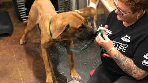 Click the image below to adopt your favorite animal! Dogs Rescued From South Korea Dog Meat Trade Making Progress Becoming Available For Adoption