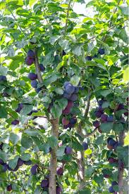 Image result for Prunus domestica