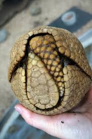 The World S Biggest Pet Store Pet Store Pet Ownership Pets