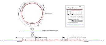 Instead, they grow and enter the lytic cycle after superinfecting an already lysogenized cell. Fago Lambda Wikipedia