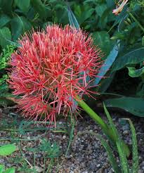 Image result for Scadoxus multiflorus