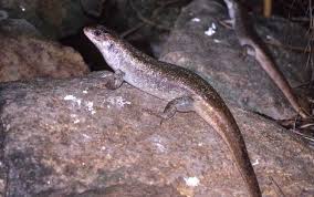 Image result for Tristemma leiocalyx