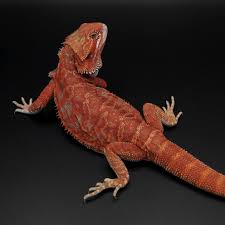 Baby Black Bearded Dragon For Sale Mars Hypo Red Het Trans Bearded Dragon Beardeddragon Hypo Redbeardeddragon Red Bearded Dragon Bearded Dragon Breeders Bearded Dragon Cute