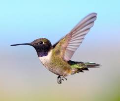 The male has a black, shimmering throat with a purple edge and pale feathers below that create a collar. Lookin For A Lady Weird Animals Cute Birds I Like Birds