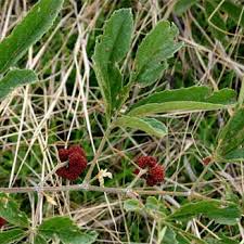 Image result for Ampelocissus obtusata