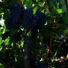 Boabele sunt sferice cu o marime mijlocie si cresc mai rasfirat pe ciorchine. Butas Vita De Vie Feteasca Neagra Soi De Vin Rosu Plants Vin Vegetables