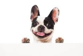 It's true that we all love our dogs, however, finding their hair on carpets, furniture and clothes are something that doesn't thrill us at all. Do French Bulldogs Shed And How Manageable It Is