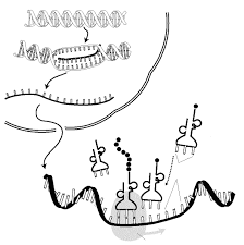 Dna replication and rna transcription and translation. Https Jackpot Ecsdnv Net Userfiles Servers Server 140485 File 10th 203 Transctranslpractice Pdf