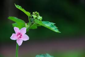 Image result for Urena