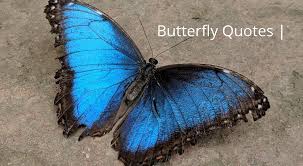 Butterfly Quotes Saying Of Butterfly Cute Love Quotes