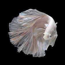 Betta Fish Symbolize Unlikely Warriors They Are Small And Appear Weak But Can Actually Fight And Work Through Siamese Fighting Fish Betta Fish Beautiful Fish