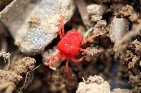 Image result for red mite
