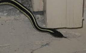 I required a prepurchase building and pest inspection. Snake Removal In The Twin Cities Rainbow Pest Experts