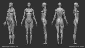 Choisissez parmi des contenus premium woman body anatomy de la plus haute qualité. Tahoe Bautista Digital 3d Ecorche Digital 3d Anatomy Female