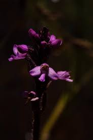 Image result for Cynorkis anacamptoides