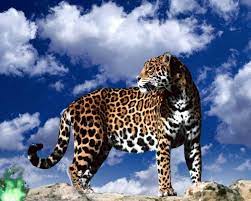 ❤ get the best black jaguar wallpaper on wallpaperset. Jaguar Animal Wallpapers Clouds Background 1280x1024 Download Hd Wallpaper Wallpapertip