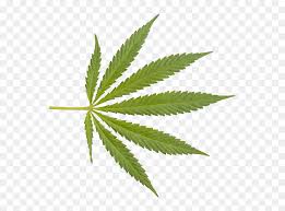 Pin amazing png images that you like. Marijuana Closeup Weed Png Weed Leaf Transparent Background Png Download Vhv