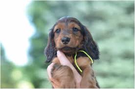 Wisconsin you will find dachshund dogs and puppies for adoption in our wisconsin listings. Puppy Information And Litters Stardust Dachshunds