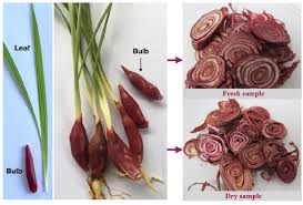 Image result for Eleutherine bulbosa