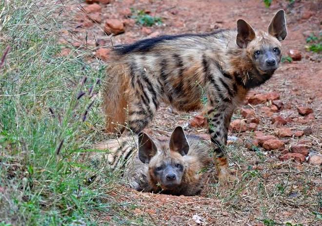 An initiative to save the striped hyenas of India - The Hindu