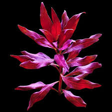 Image result for Grewia glandulosa