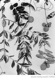 Image result for Landolphia owariensis