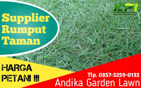 Rumput sintetis kami juga sangat lembut untuk disentuh dan tidak akan memberi gesekan luka bakar. Jual Bibit Rumput Golf Andika Garden Lawn Rumput Taman