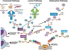 Image result for Complement Pathway