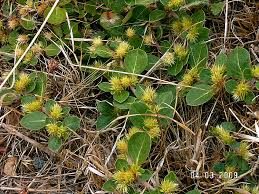 Image result for Alternanthera pungens