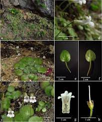 Maybe you would like to learn more about one of these? Molecular Systematics Of Chiritopsis Like Primulina Gesneriaceae One New Species One New Name Two New Combinations And New Synonyms Botanical Studies Full Text