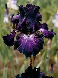 Iris Baltic Star Bearded Iris Bulbous Plants Bearded Iris Iris Garden
