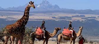 Go to the mouth of the souss massa river on the back of one of these endurant and versatile animals to discover the eucalyptus forest located between the royal. Experience An Unforgettable Camel Safari In Africa Discover Africa Safaris