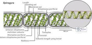 Memiliki penampilan filamen gelap hijau terang sangat halus lembut bergerak dengan arus di dalam air. Gambar Struktur Spirogyra Anggota Ganggang Hijau Dinding Sel Biologi Gambar