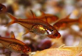 Rarest types of betta fish. Fw Fish Profiles Aquariacentral Com