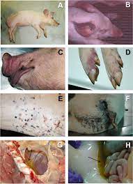 Necrosis may occur due to external or internal factors. Frontiers Comparative Pathology And Pathogenesis Of African Swine Fever Infection In Swine Veterinary Science