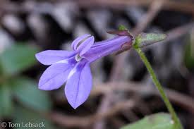 Image result for Lobelia inconspicua