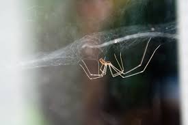 The type of spider you're most likely to encounter in the bathroom is a common house spider. Cellar Spiders Bulwark Exterminating 2020 4 7 Stars