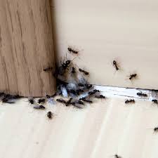 What do ants eat and feed on? Ant Pest Control Havant Ant Removal Prices Havant Hampshire