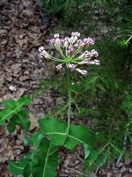 Image result for Asclepias buchwaldii