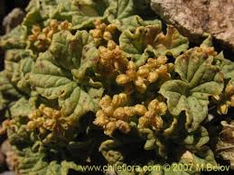 Image result for Dioscorea cotinifolia