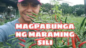 Check spelling or type a new query. Paano Magpabunga Ng Maraming Sili How To Plant Chili Magtanim At Mag Alaga Ng Sili Youtube