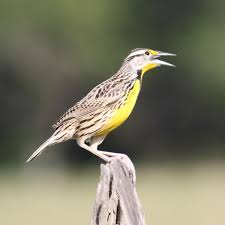 Meadowlark - Wikipedia