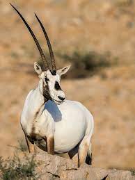 Some species of panther and antelope. Arabian Oryx By Nistar Ps On 500px Arabian Oryx African Animals Wild Animals Pictures