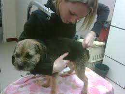 We did not find results for: Animal Chiropractor Global Pet Foods Keswick Ontario Sundays Aerin Greidanus D C Animal Chiropractor