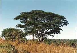 Image result for Albizia adianthifolia