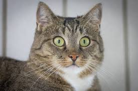 Wann sollten sie ihre katze beim tierarzt vorstellen? Katzen Impfen Ja Oder Nein Krebs Kritik Und Echte Fakten