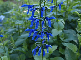 Maybe you would like to learn more about one of these? Salvias Beautiful Additions To Garden Landscapes Home Garden Information Center