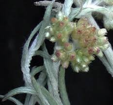 Image result for Pseudognaphalium luteo-album