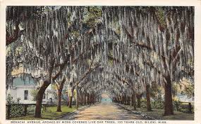 Informed rvers have rated 20 campgrounds near biloxi, mississippi. E67 Biloxi Mississippi Postcard 1926 Benachi Avenue Moss Oak Trees Hippostcard